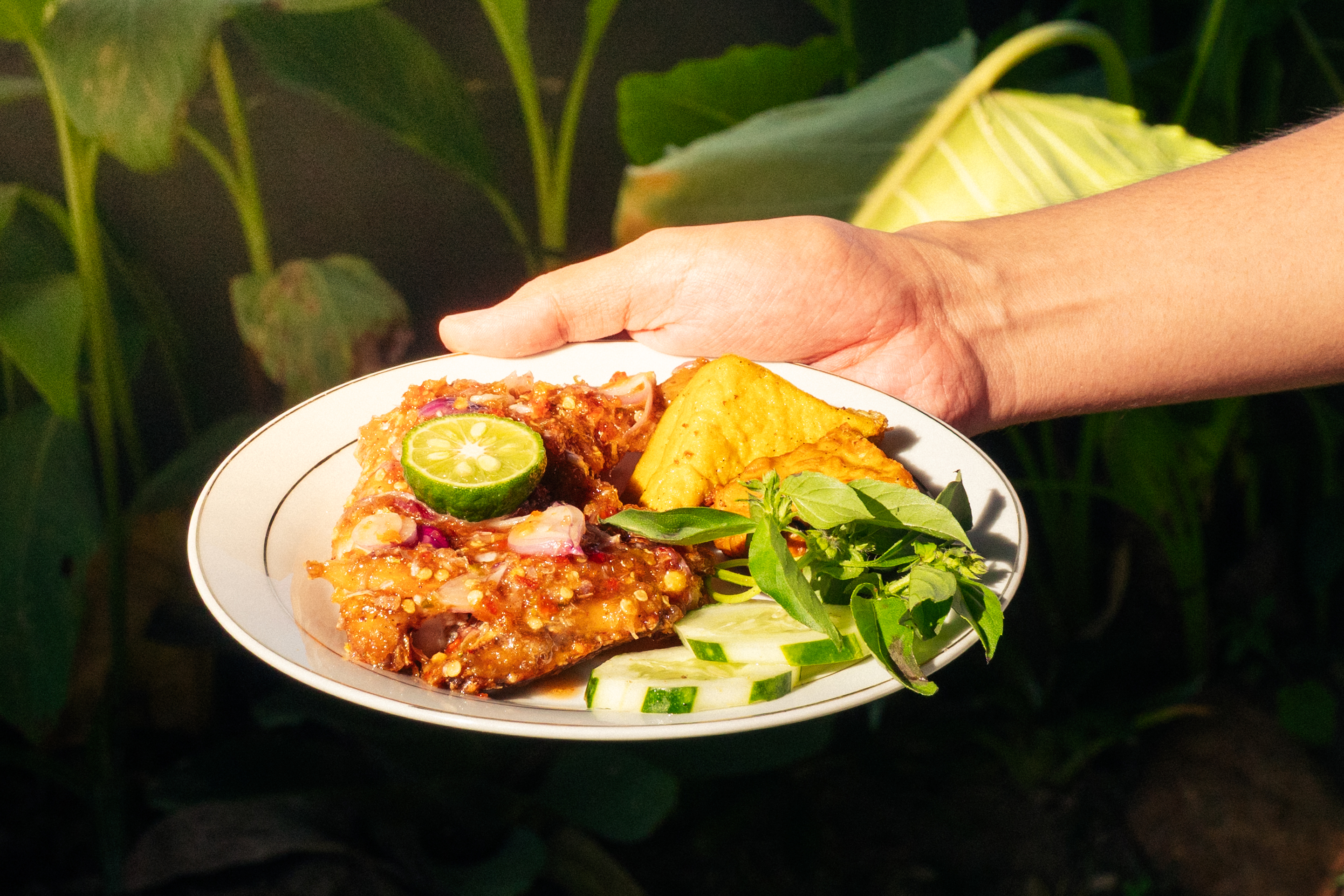 Ayam Beberok Pedaging foto 5